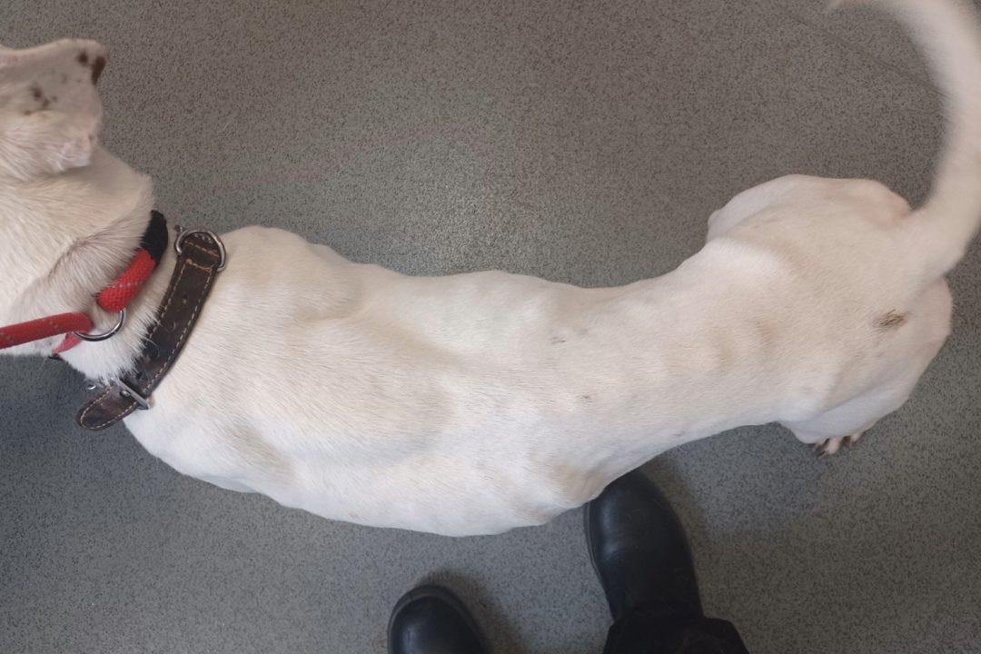 Aberdeen woman given animal ban after two ‘skeletal’ dogs living in faeces and urine