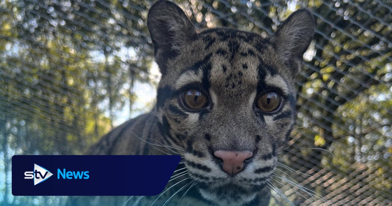 Five Sisters Zoo announce death of 'much-loved' clouded leopard | STV News