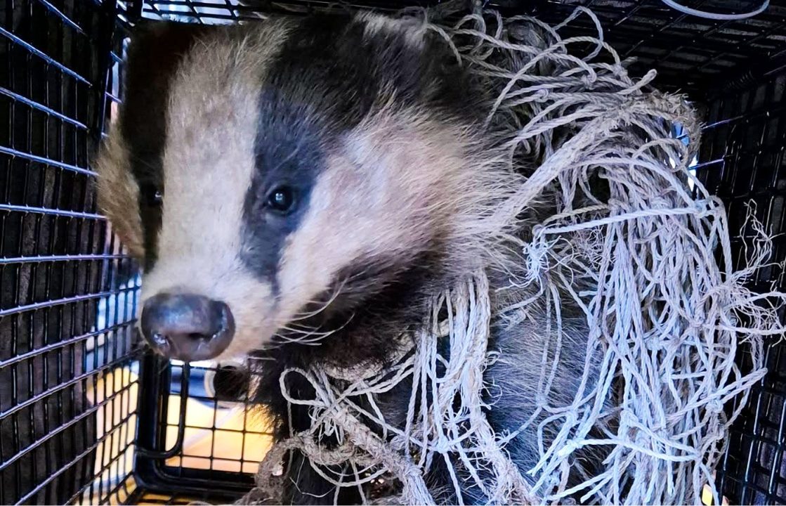 Badger rescued after being found entangled in Aberdeenshire school football net 