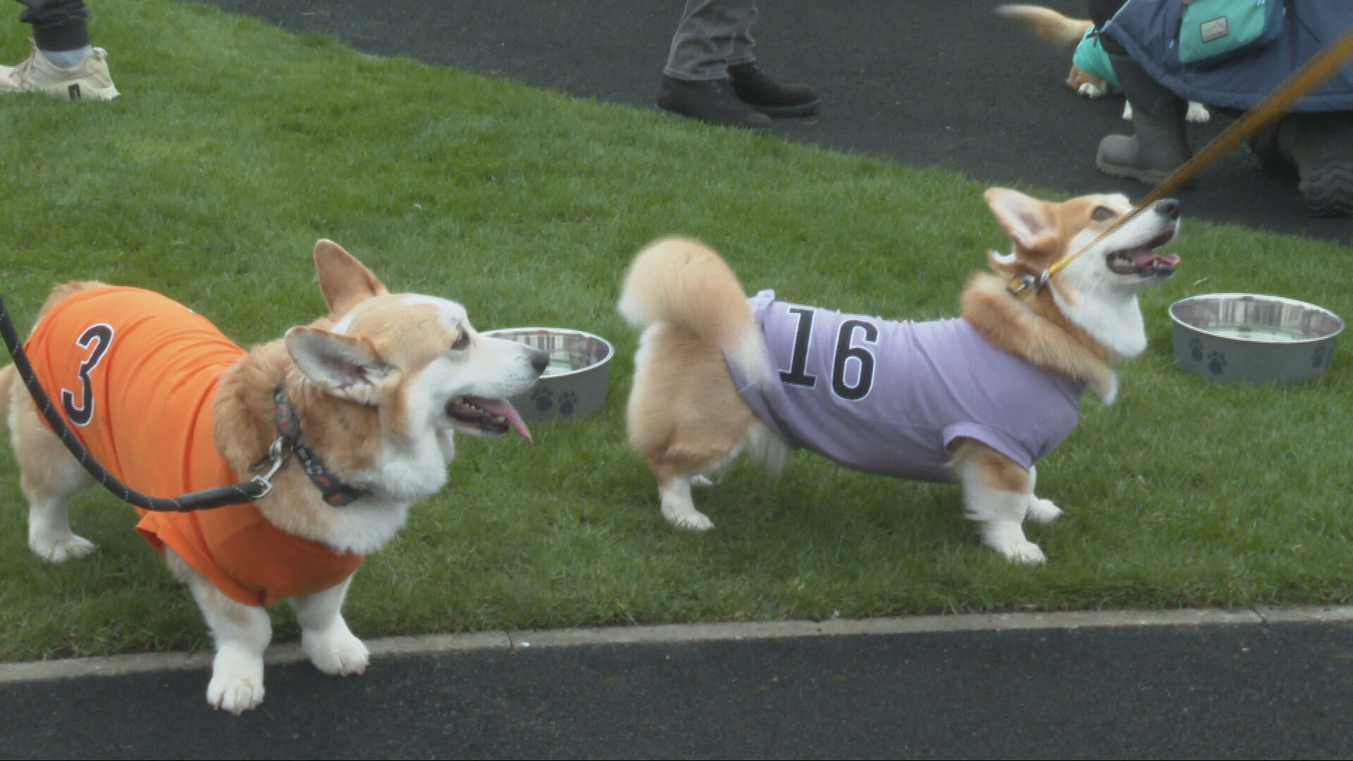 Corgis from as far afield as Cornwall took part in the race