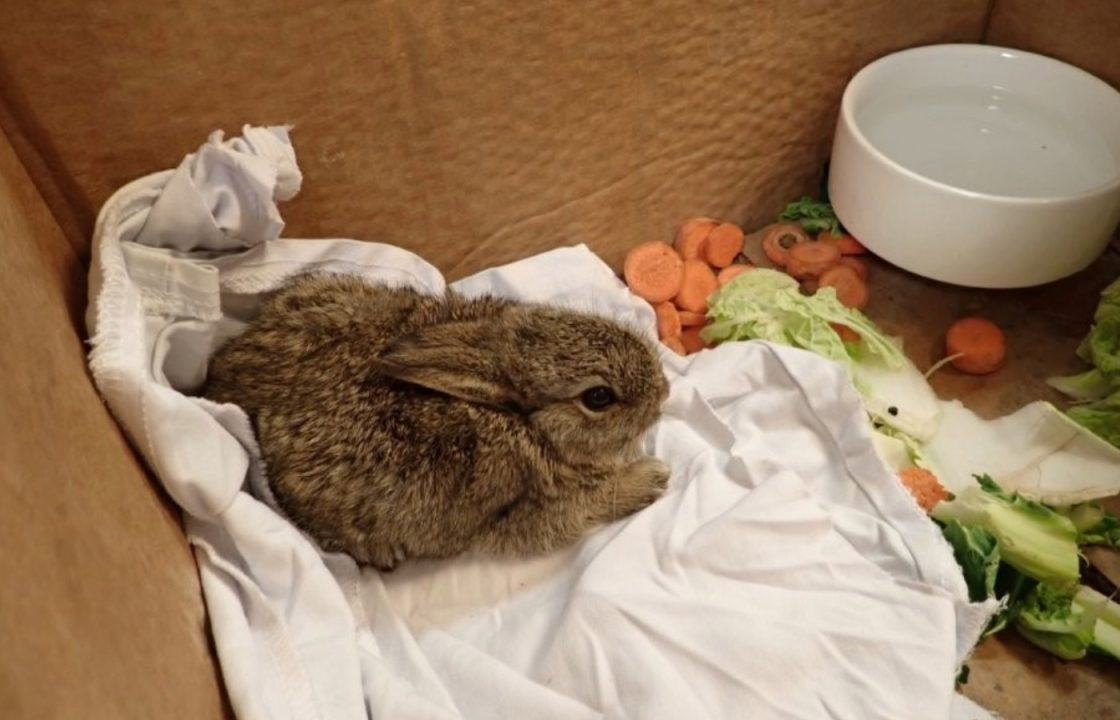 Three bunnies ‘doing well’ after being found running around North Sea rig