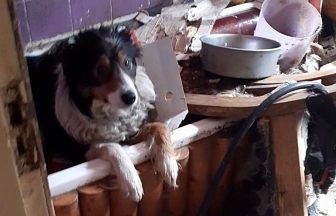 Man handed animal ban after dog found in bath of debris after police forced entry to junk-filled house