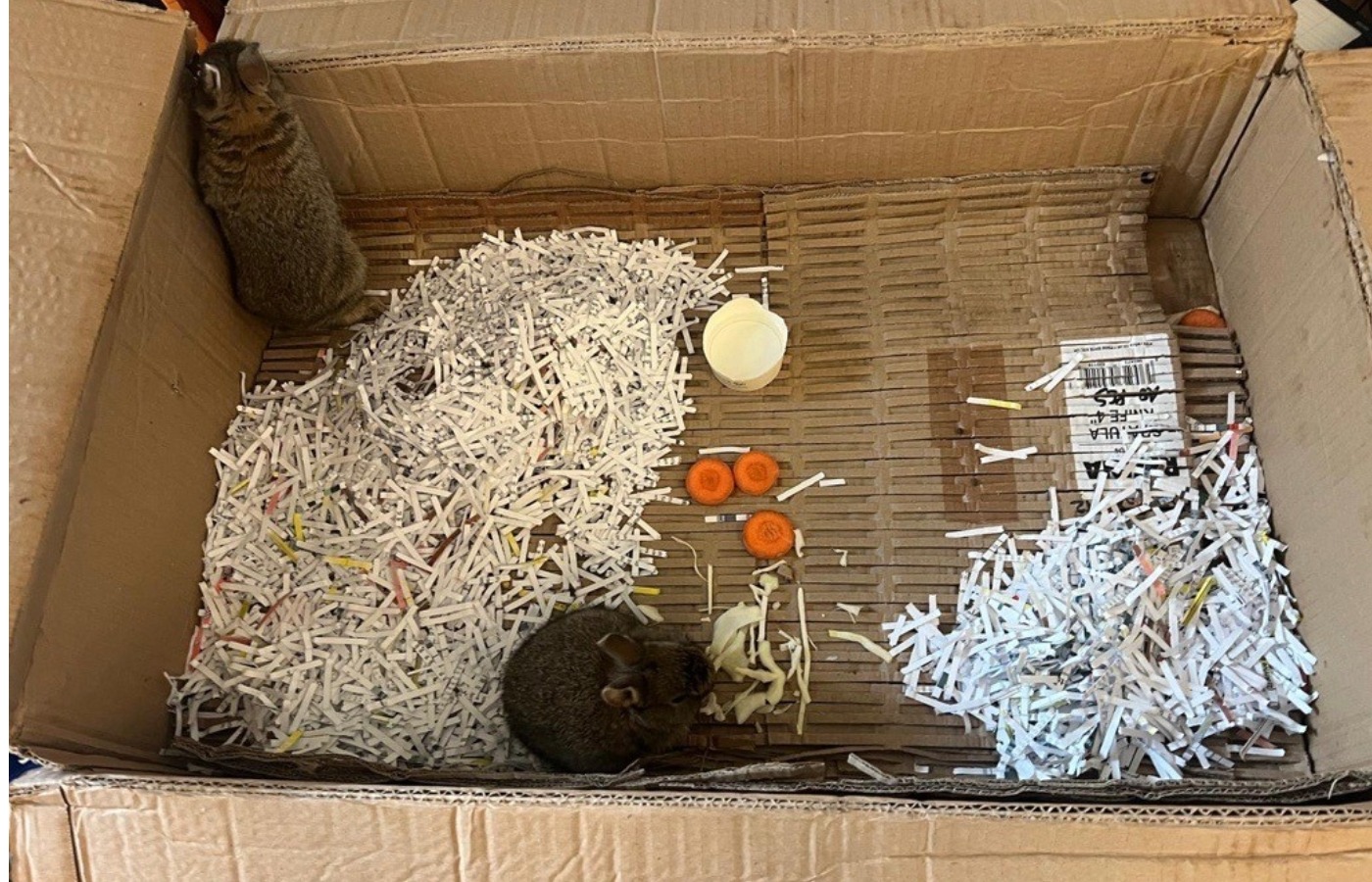 Bunnies rescued from North Sea rig