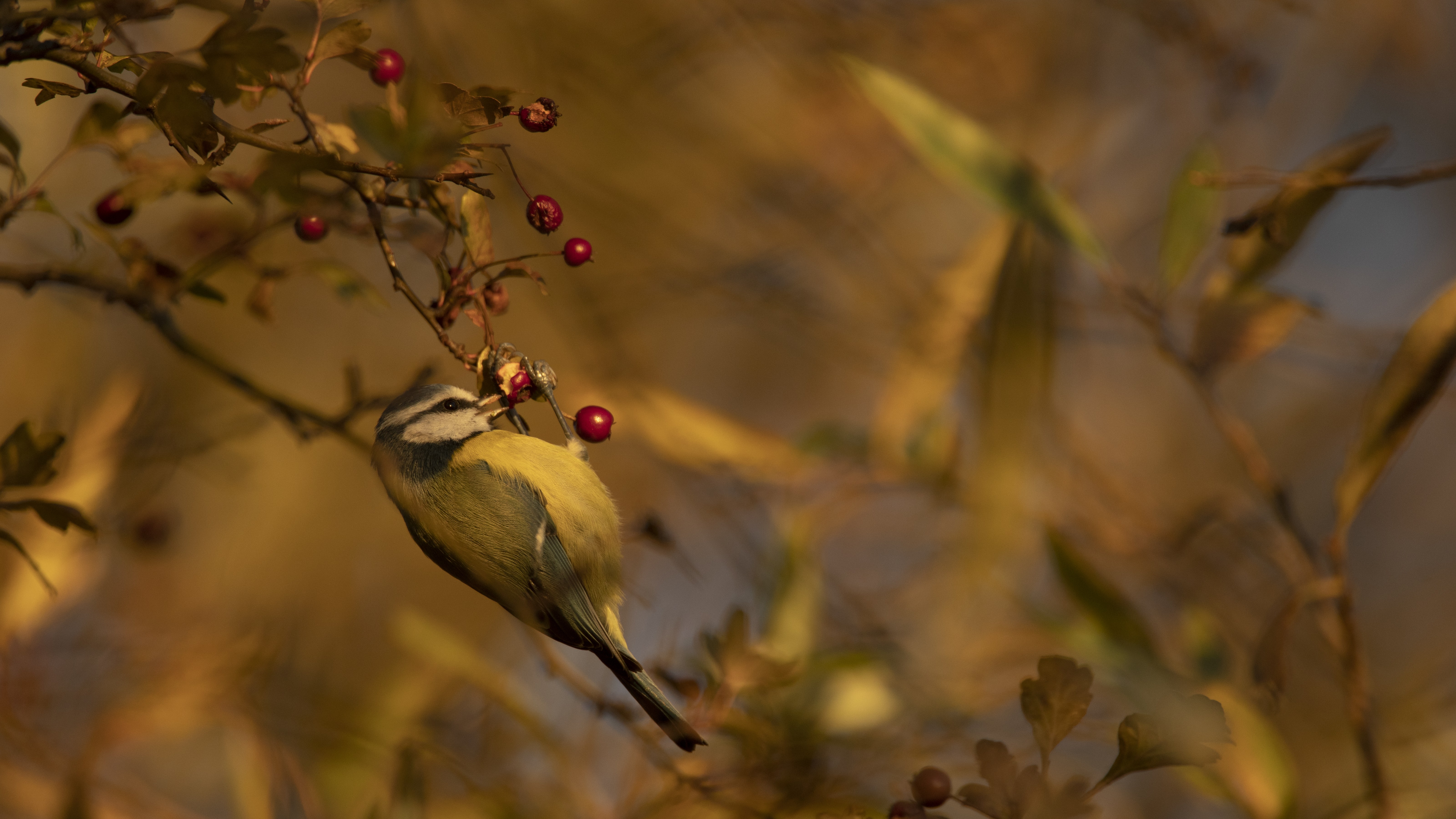 The blue tit has climbed two places in the Big Bird Watch Survey