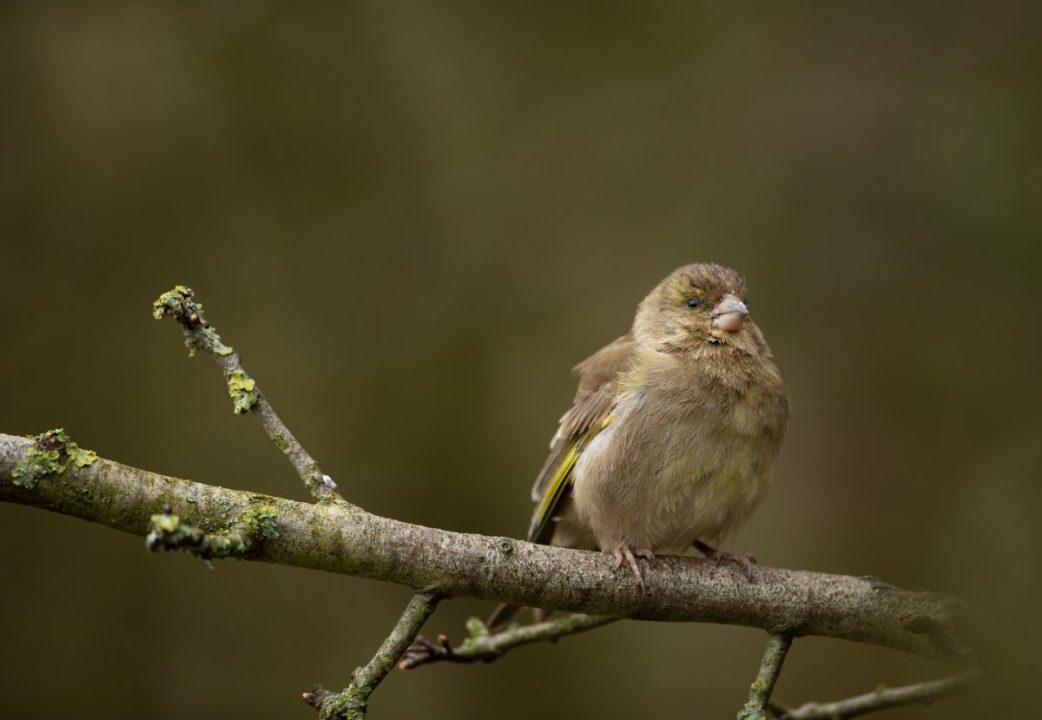 RSPB issues feeder warning to help under‑threat bird species