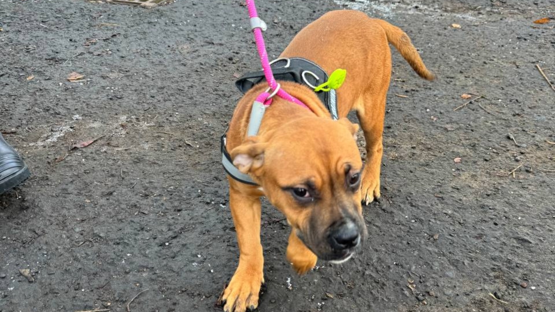 Women sentenced after keeping animals in unsanitary conditions and leaving one for dead