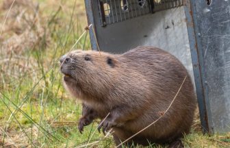 Beaver returns to the wild three years after being shot in the face in Perthshire