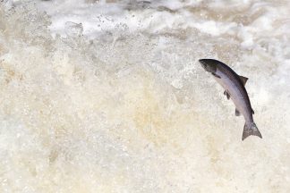 Scotland’s wild salmon fall to record low numbers