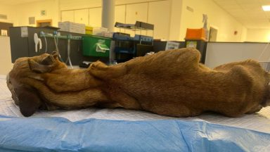 ‘Unnecessary suffering’: Man given ban as dog put down after being starved