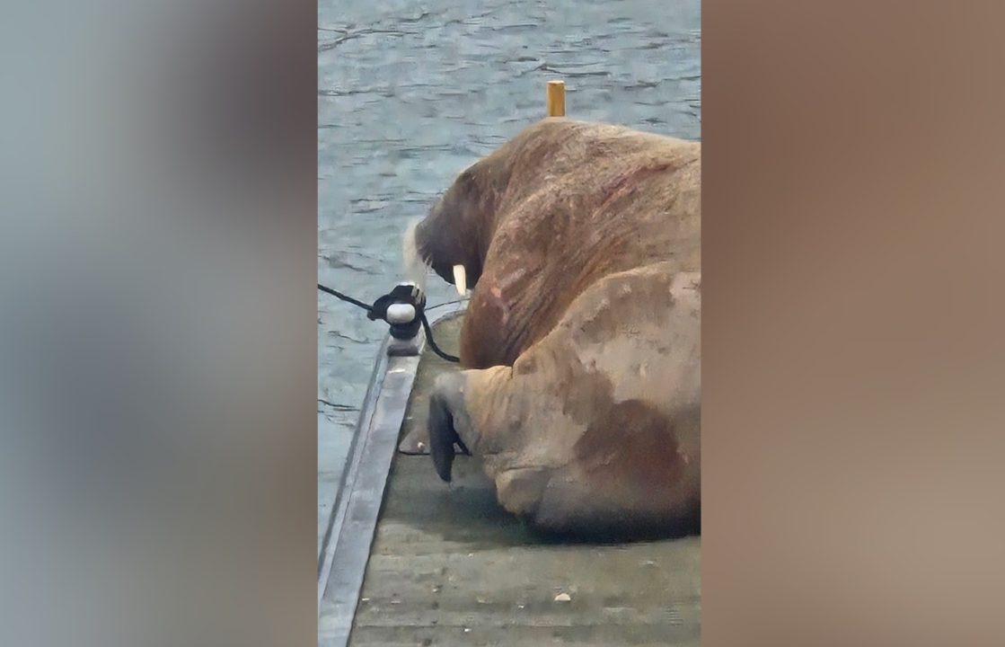 Public asked to avoid marina as walrus takes ‘much needed rest’