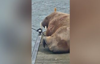 Public asked to avoid marina as walrus takes ‘much needed rest’