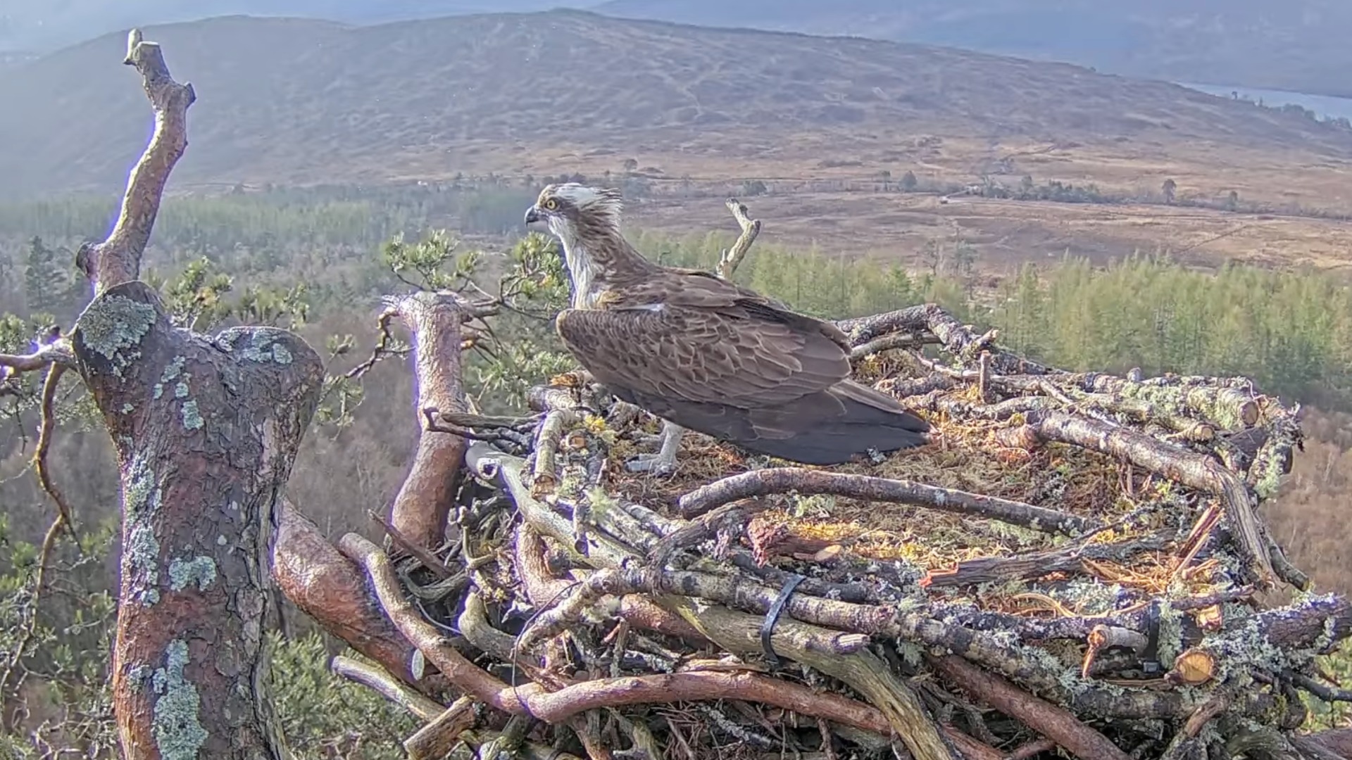 Louis, the overdue osprey, finally appeared on his Lochaber nest on Friday evening.