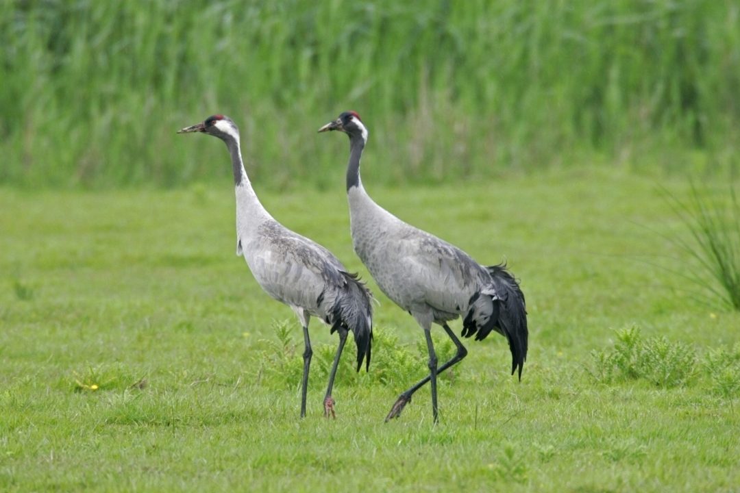 Scotland’s cranes enjoy record breeding season after historic return