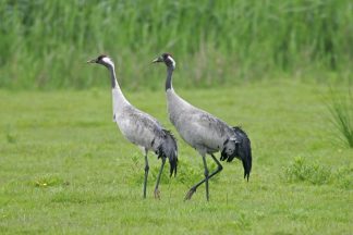Scotland’s cranes enjoy record breeding season after historic return