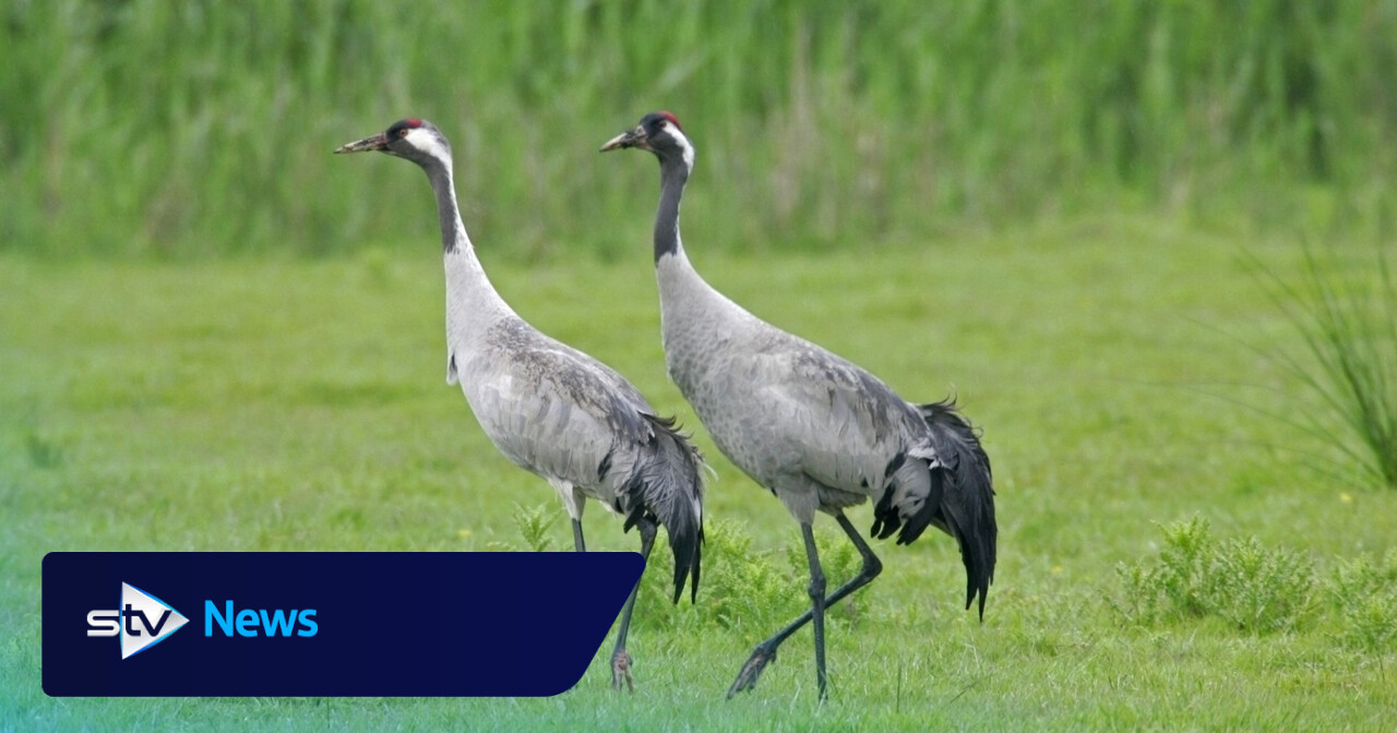 Scotland’s cranes enjoy record breeding season after historic return