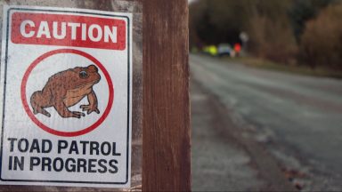 Hundreds of toads helped to reach breeding ground