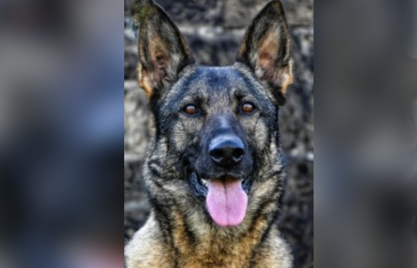 Heidie has fully recovered.