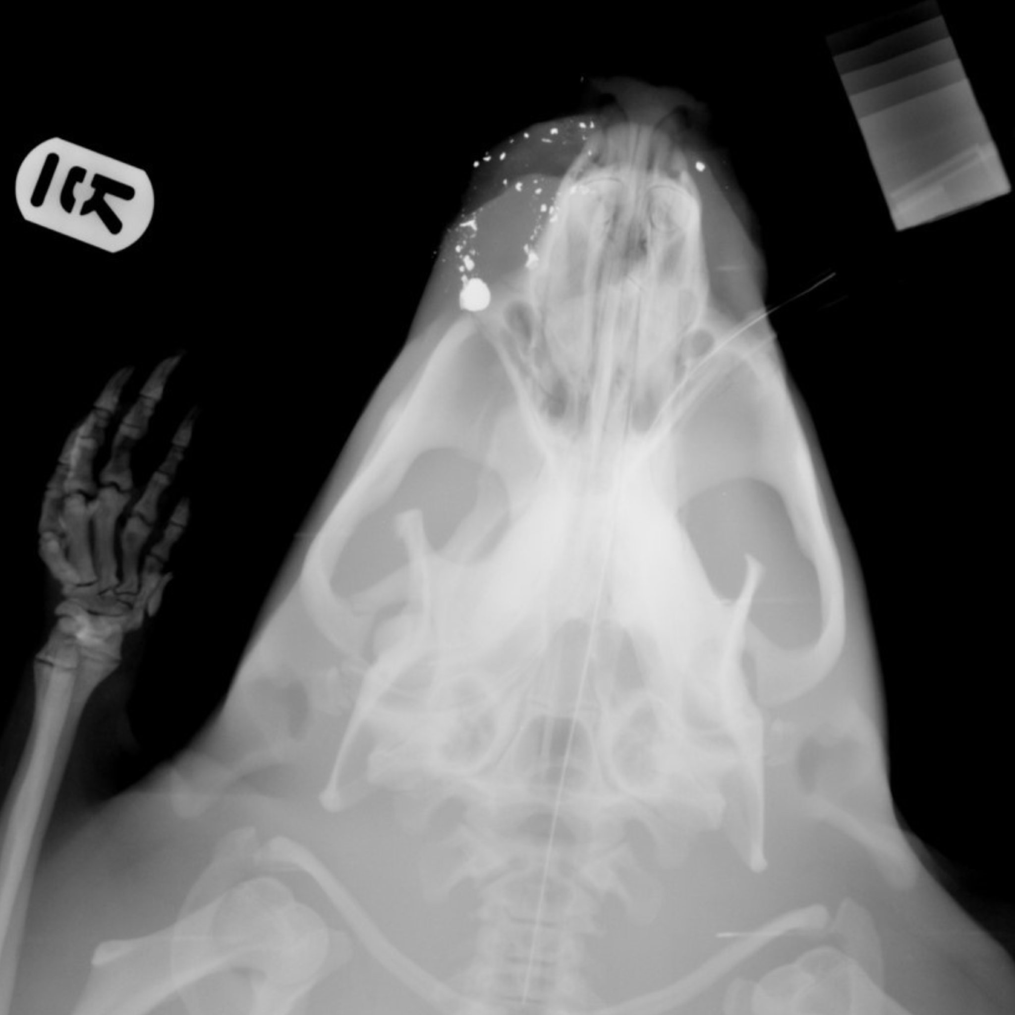 Fig was shot in the face in Perthshire