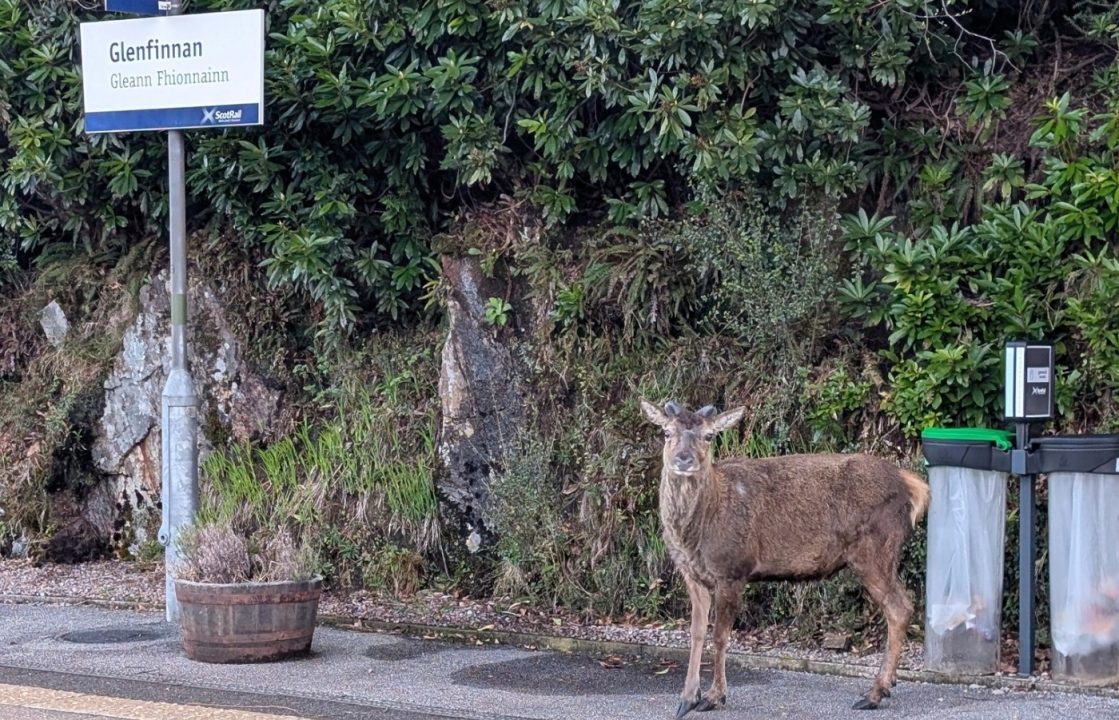 Stag spotted waiting for train at Glenfinnan station