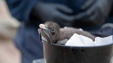 Two penguin chicks weighing the same as small kiwi fruits hatch at Edinburgh Zoo