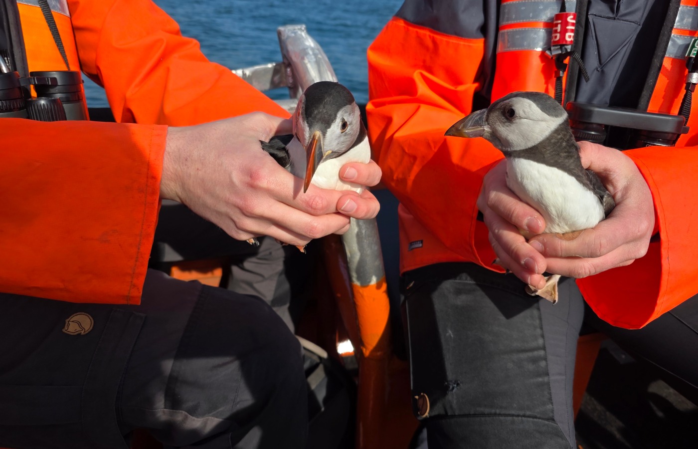Two puffins were found washed up in Fife during bad weather
