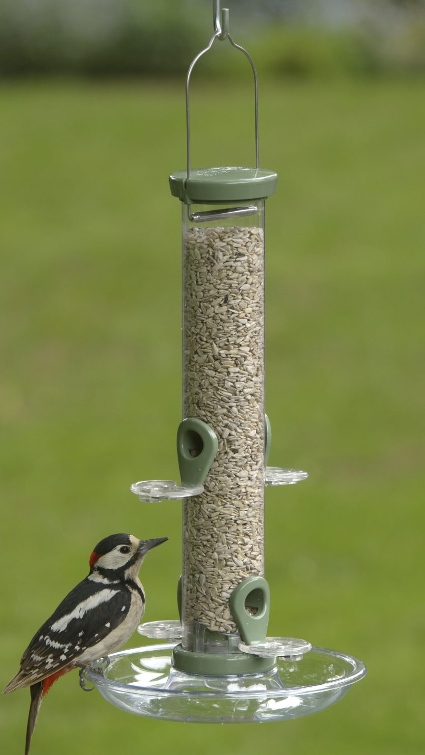 RSPB issues feeder warning to help under‑threat bird species | STV News