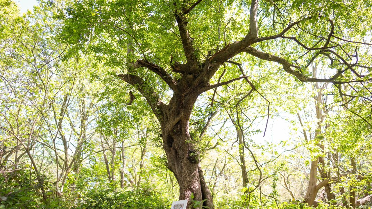 Ancient tree which inspired Brambly Hedge cottage discovered in Epping Forest