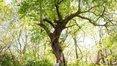 Ancient tree which inspired Brambly Hedge cottage discovered in Epping Forest