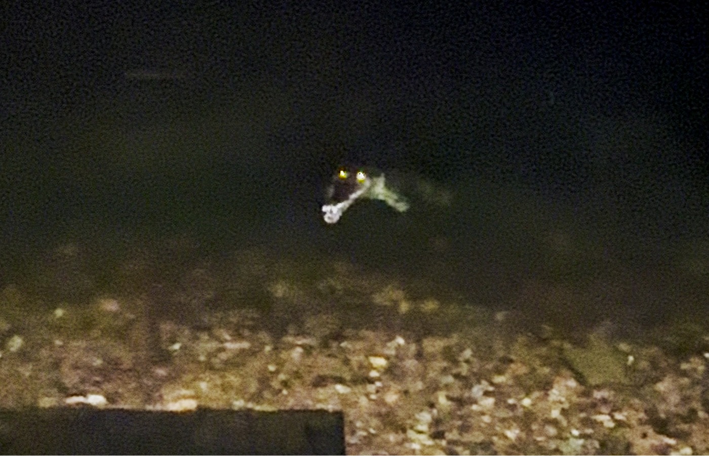 A fully-grown 2.5-metre freshwater crocodile was waiting at the start ramp