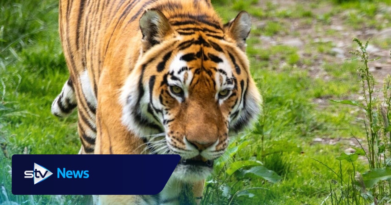 ‘Beloved’ Amur tiger dies aged 14 at Highland Wildlife Park