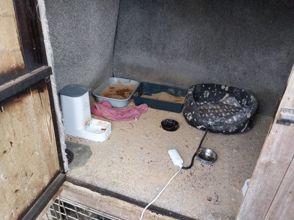 The kittens were discovered in a shed
