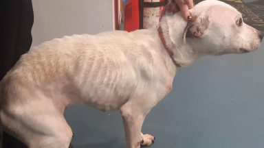 Ayrshire man given five-year animal ban after starving Staffordshire bull terrier