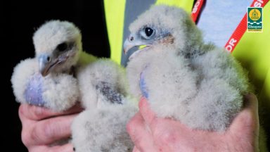 City Chambers Peregrine falcon chicks named after Still Game characters following public vote