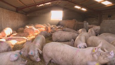 Scottish pig farmers hit by slump in pork prices