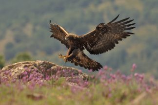Birds of prey in Scotland persecuted 182 times over nine years, study finds