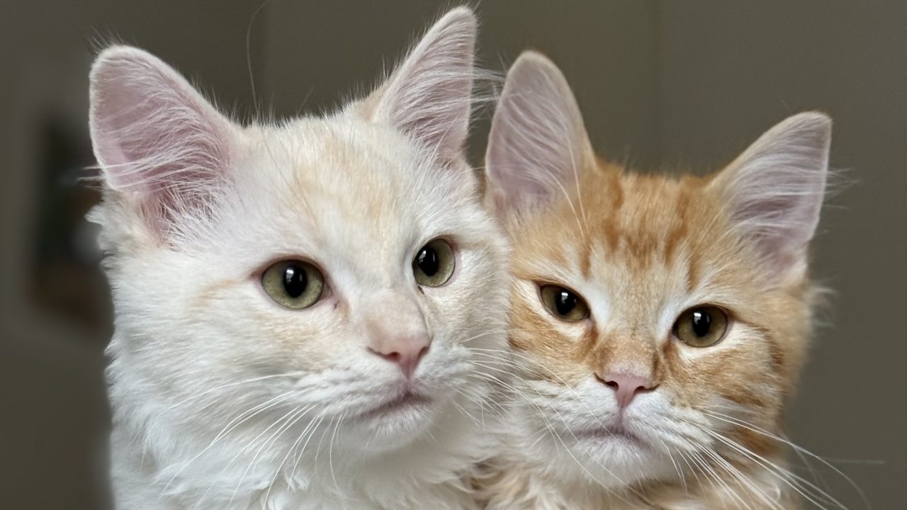 Kittens found in squalid conditions now thriving after being given second chance