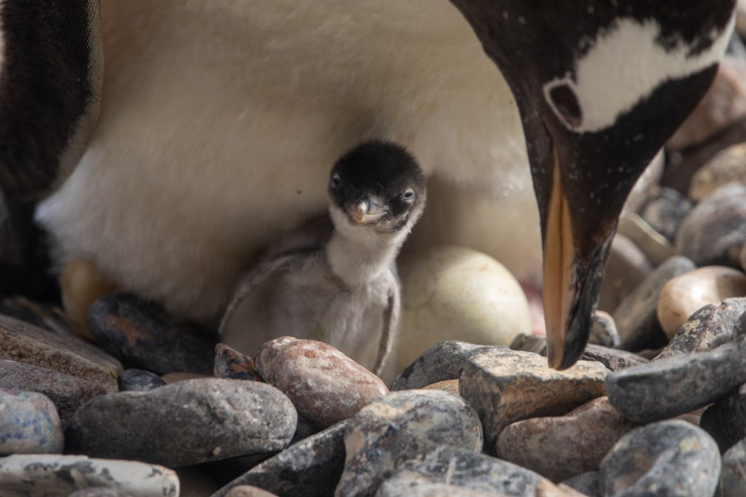 Three more penguin chicks hatch at Edinburgh Zoo