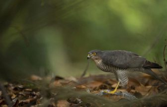 Investigation after bird of prey dies in ‘illegal’ trap near nature reserve