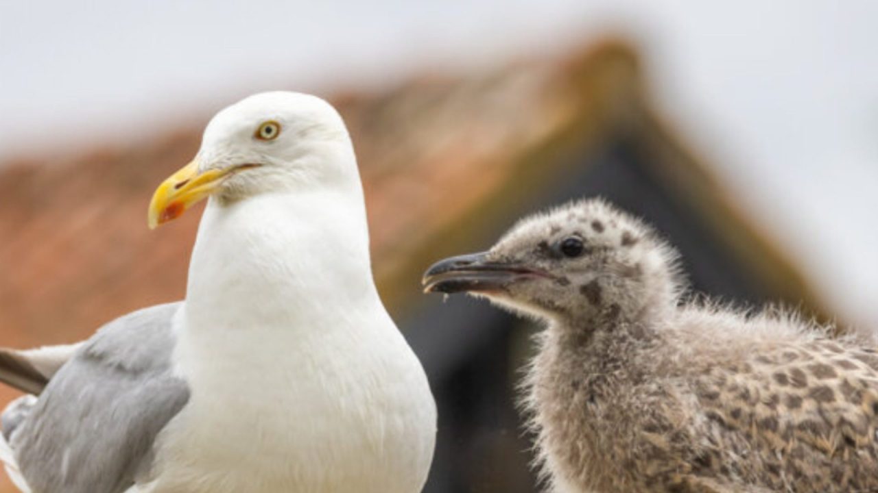 Animal charities urge public to think twice before ‘rescuing’ baby seagulls