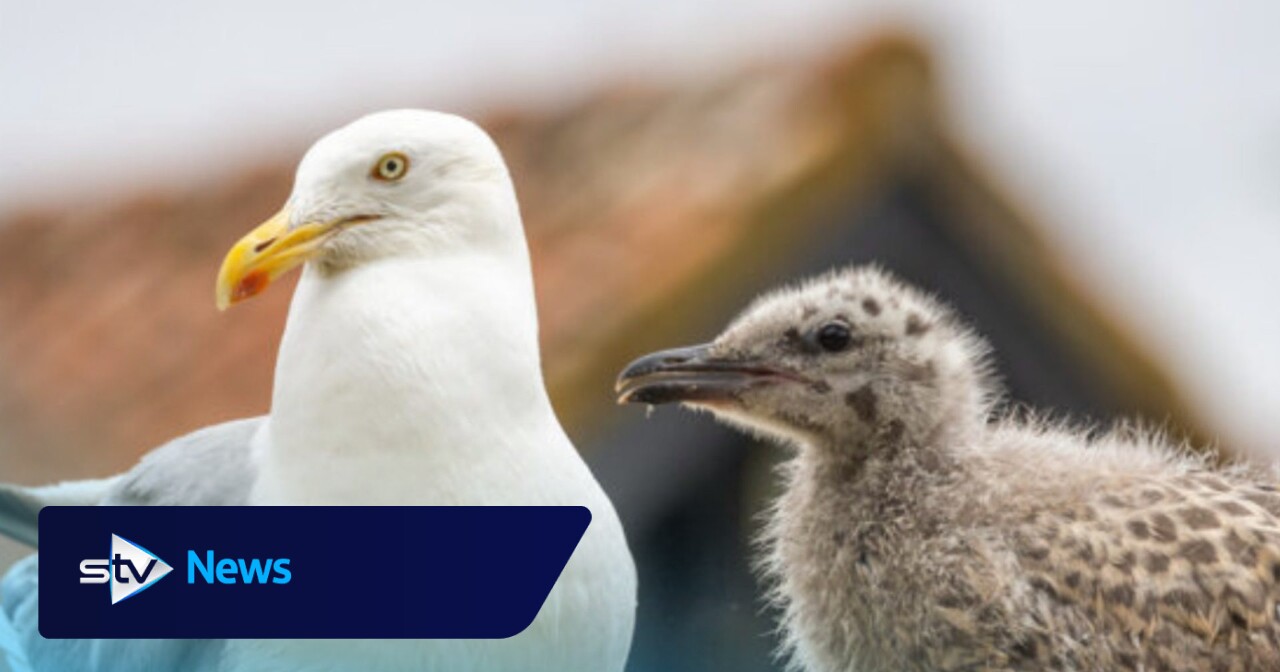 Animal charities urge public to think twice before 'rescuing' baby seagulls