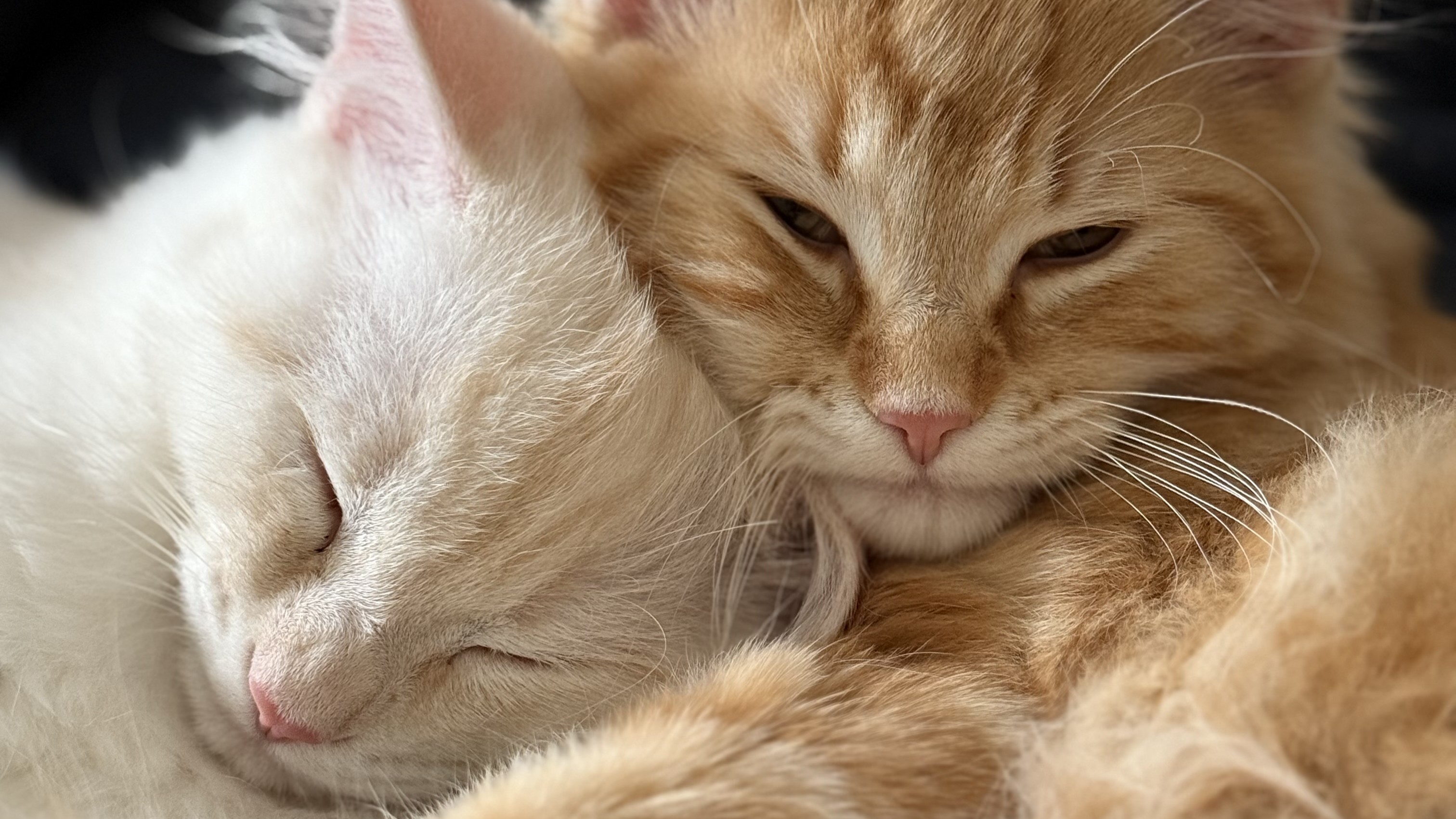 Billy Boss and Toulouse are thriving, says SSPCA