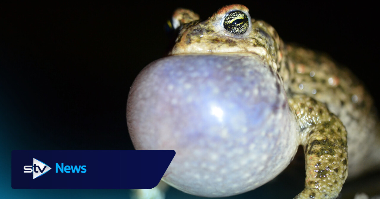 Scotland's rarest toads get new homes at waste treatment plant