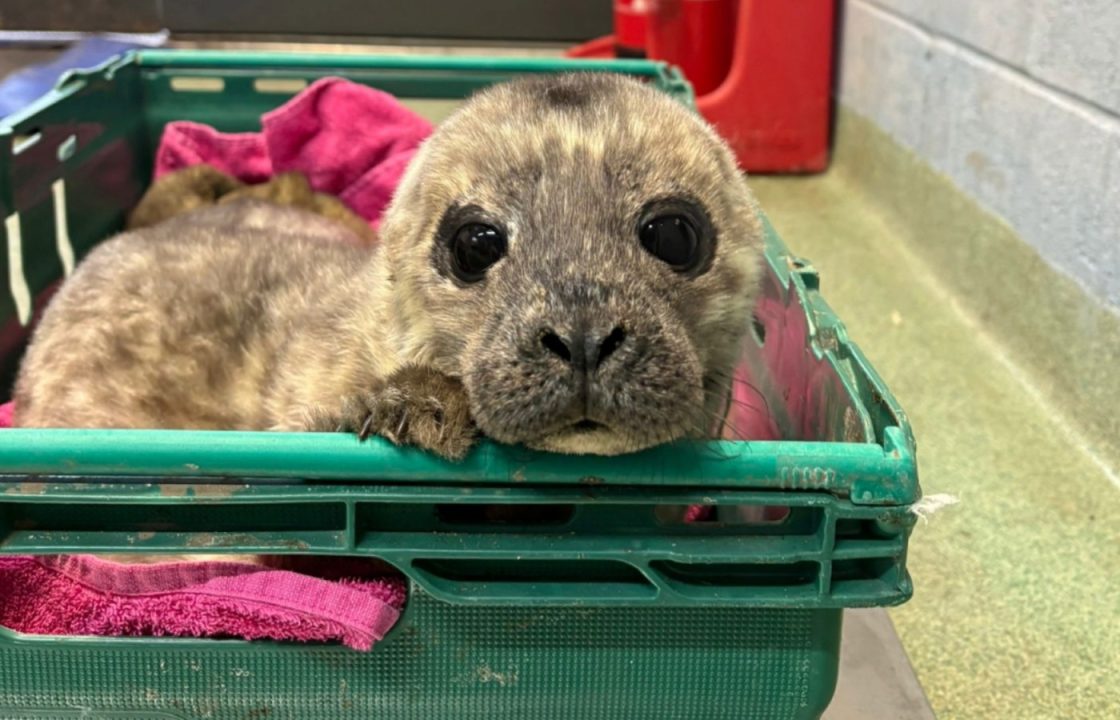Premature seal pup rescued after being found washed up on beach