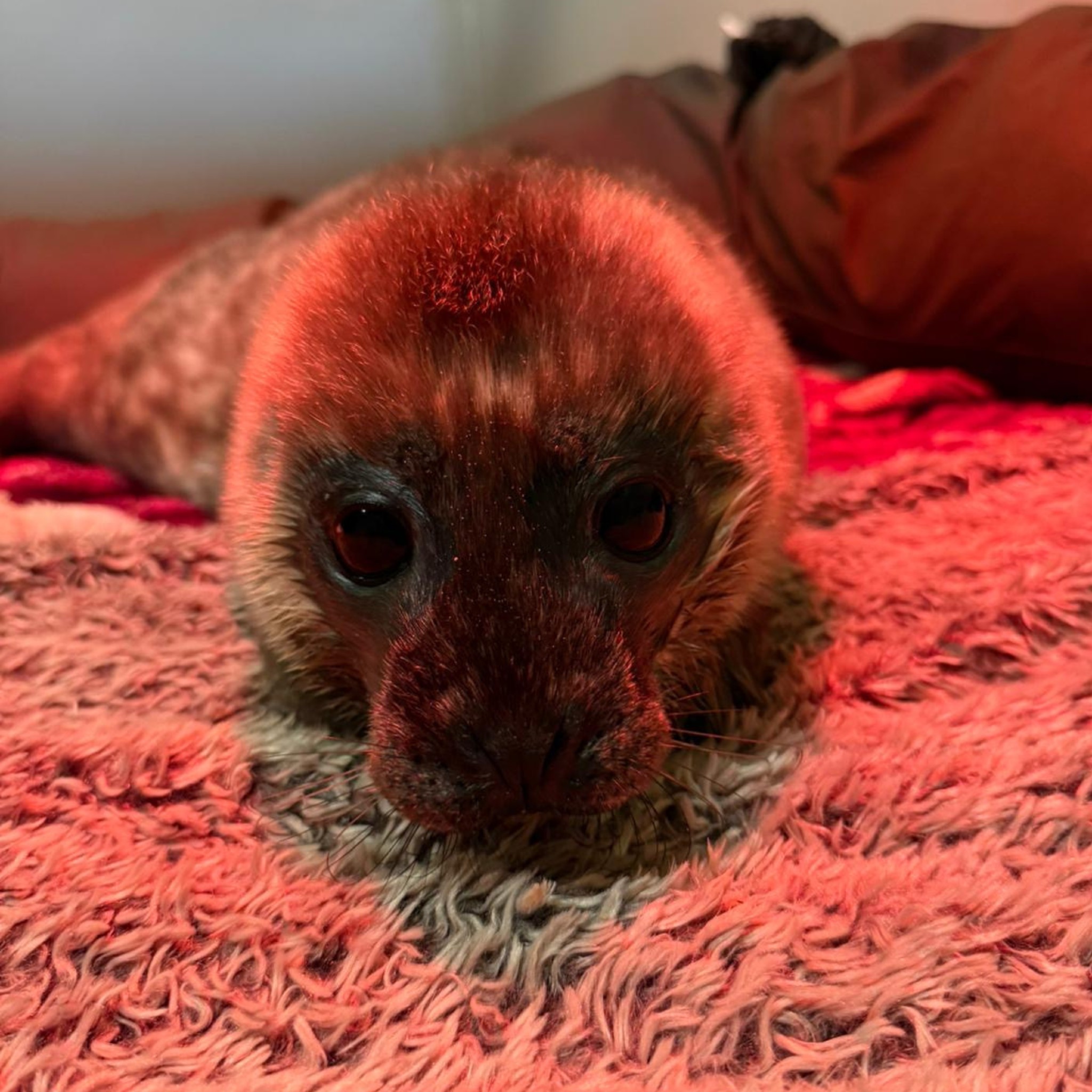 Seal pup Bug is being looked after by the SSPCA