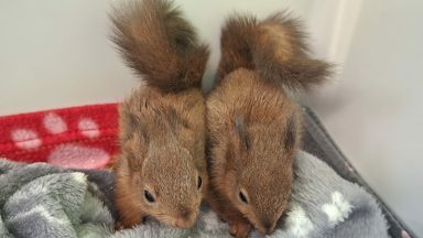 Red squirrel kits rescued by Scottish SPCA in Oban after being found in ditch