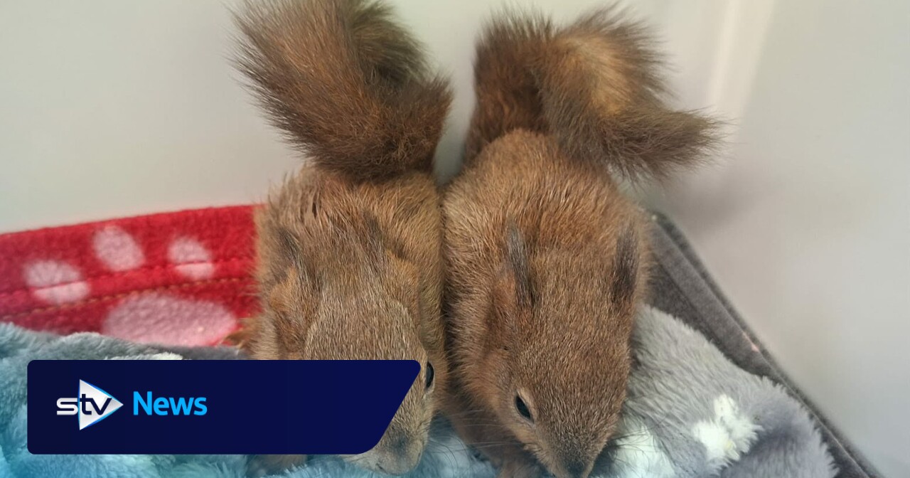 Tiny red squirrel kits rescued after being found in ditch
