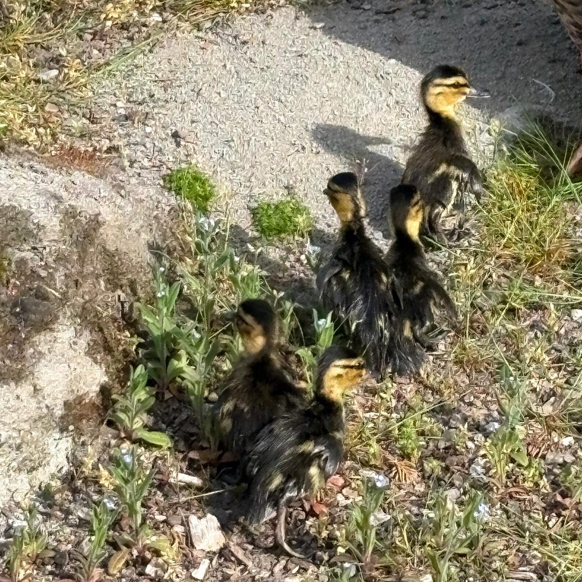 ducks rescued from drain