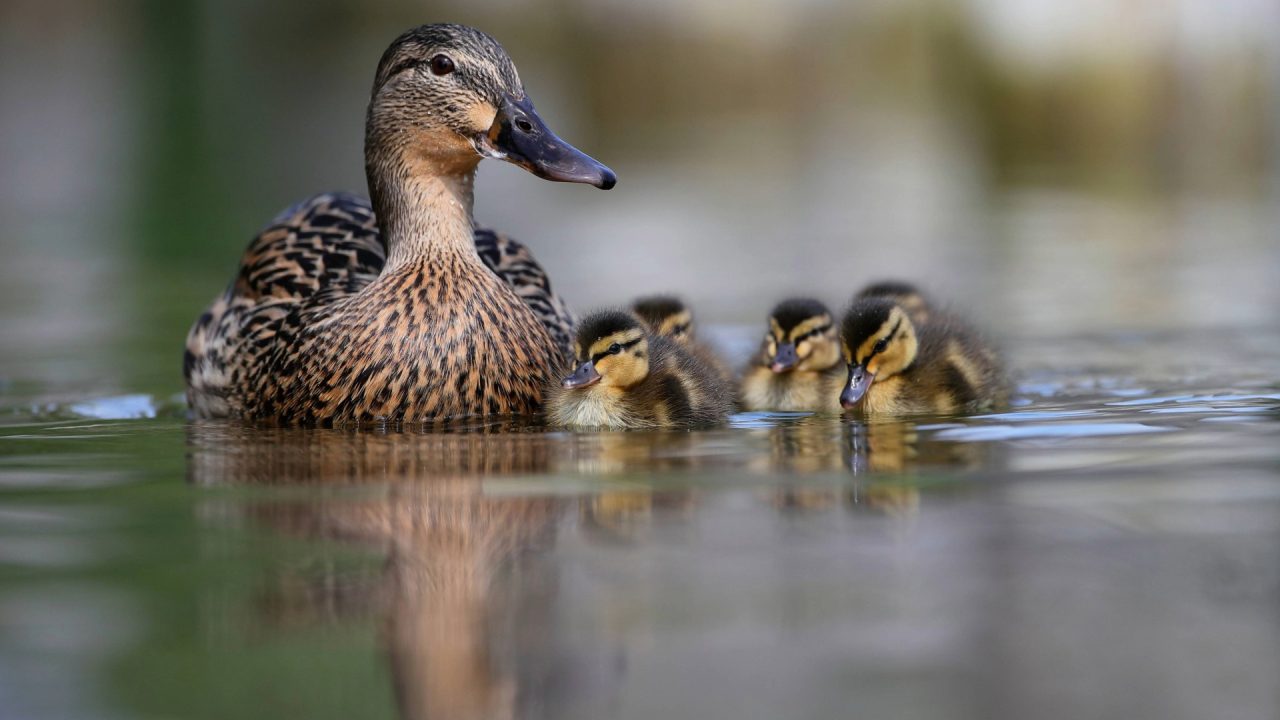 Eight ducklings reunited with mother after being rescued from drain by fire crews in Perth