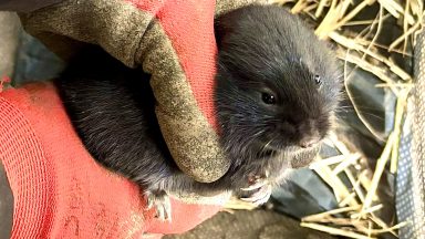 Rare burrowing city water voles relocated ahead of drainage works