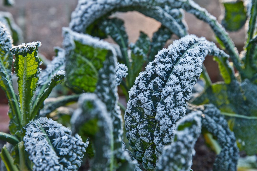Scotland records UK’s coldest May night in five years